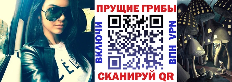 Купить где  Шумиха  Псилоцибиновые грибы Psilocybine cubensis 